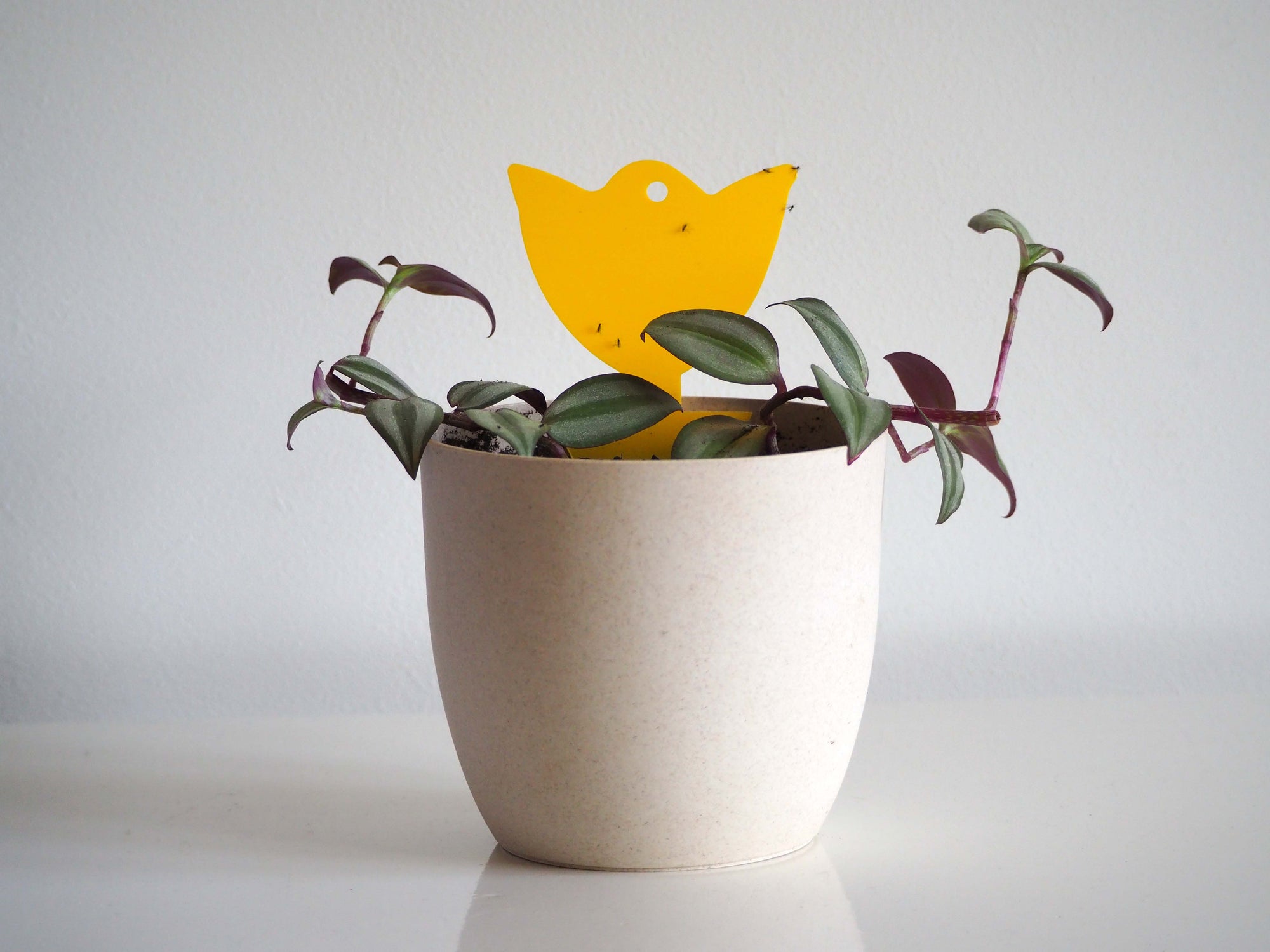 Biological Control Starter Pack