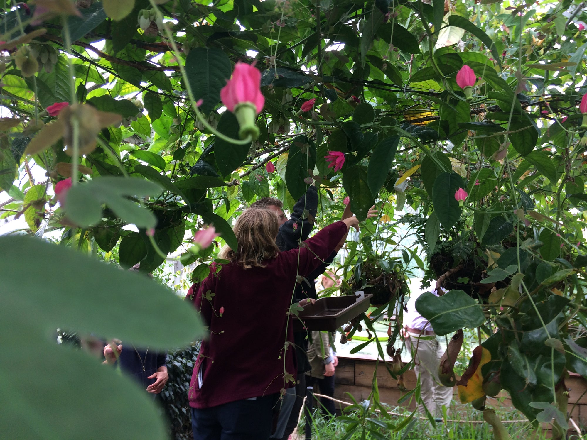 Distribution Box - Easily Apply Your Natural Predators, Hang From Plants