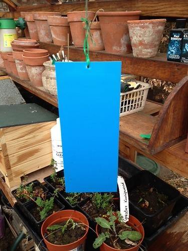 Blue Insect Traps Blue Eco Sticky Insect Traps 10x25cm (Pack of 10) - Dragonfli