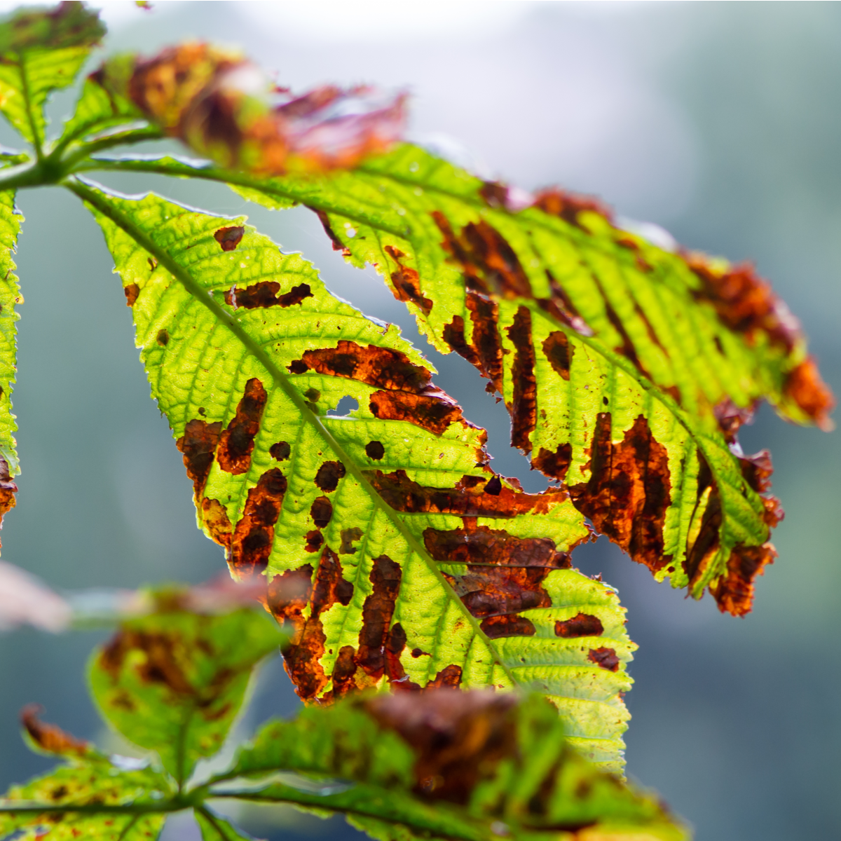 Horse Chestnut Leaf Miner Pheromone Trap