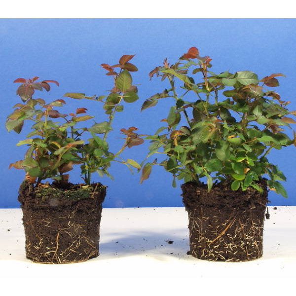 Roots Boost Mycorrhizal Fungi Granules