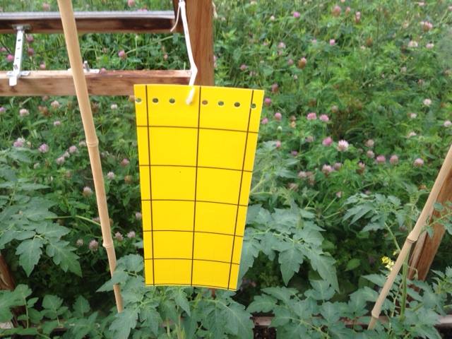 Biological Control Starter Pack