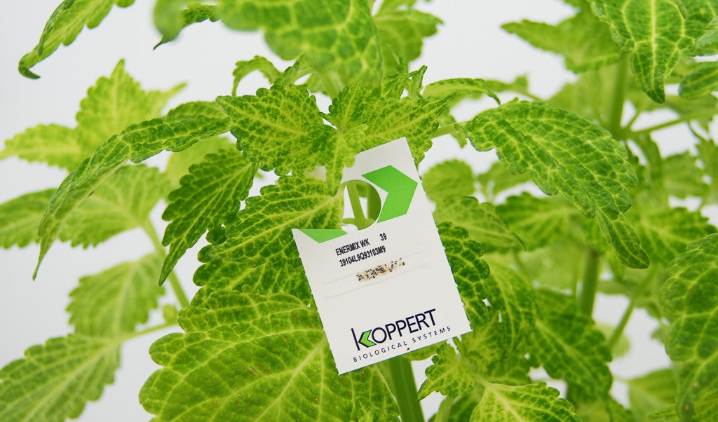 Whitefly Killer Cards Subscription - Encarsia Formosa