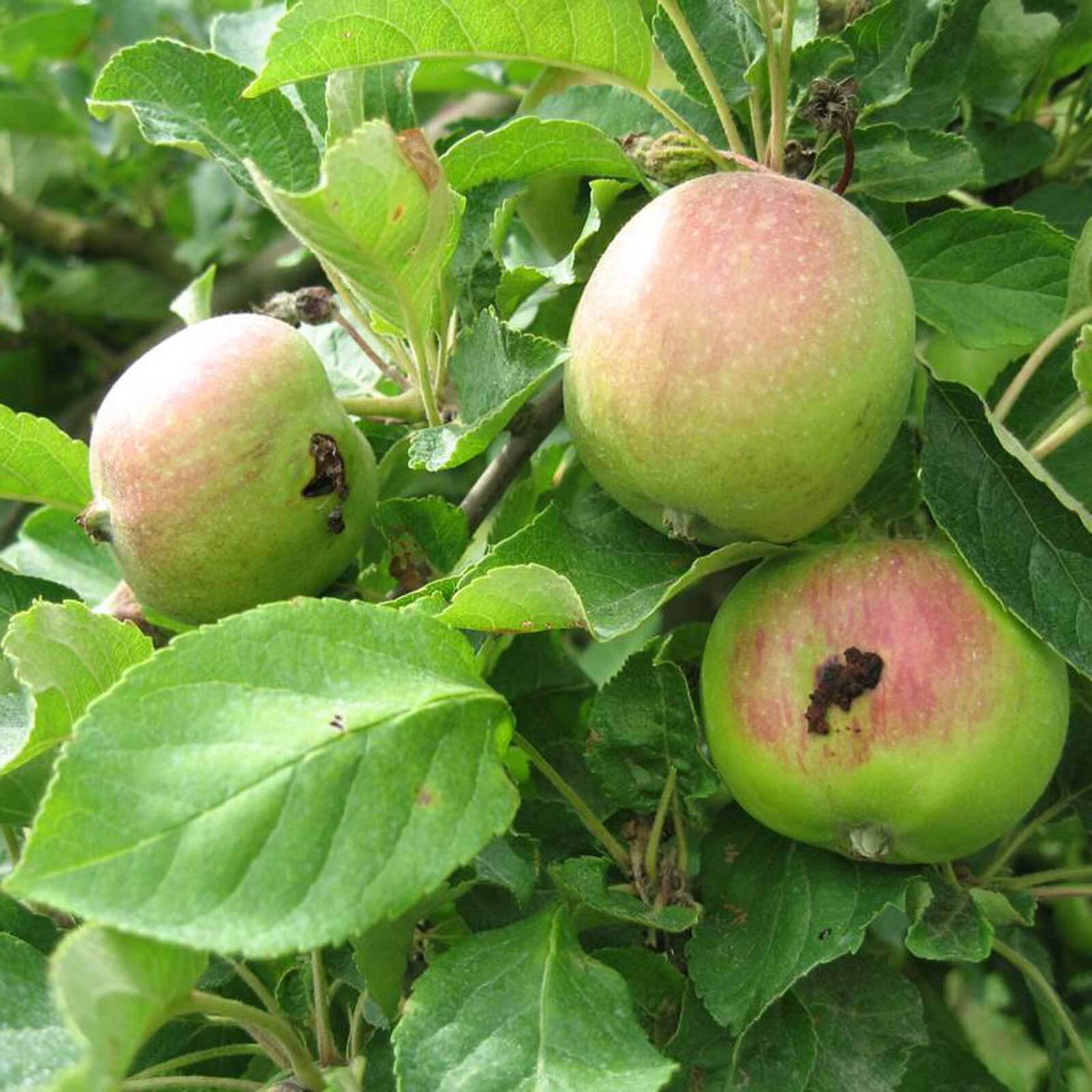 Codling Moth Pheromone Trap with refills - Woodbridge Fruit Trees