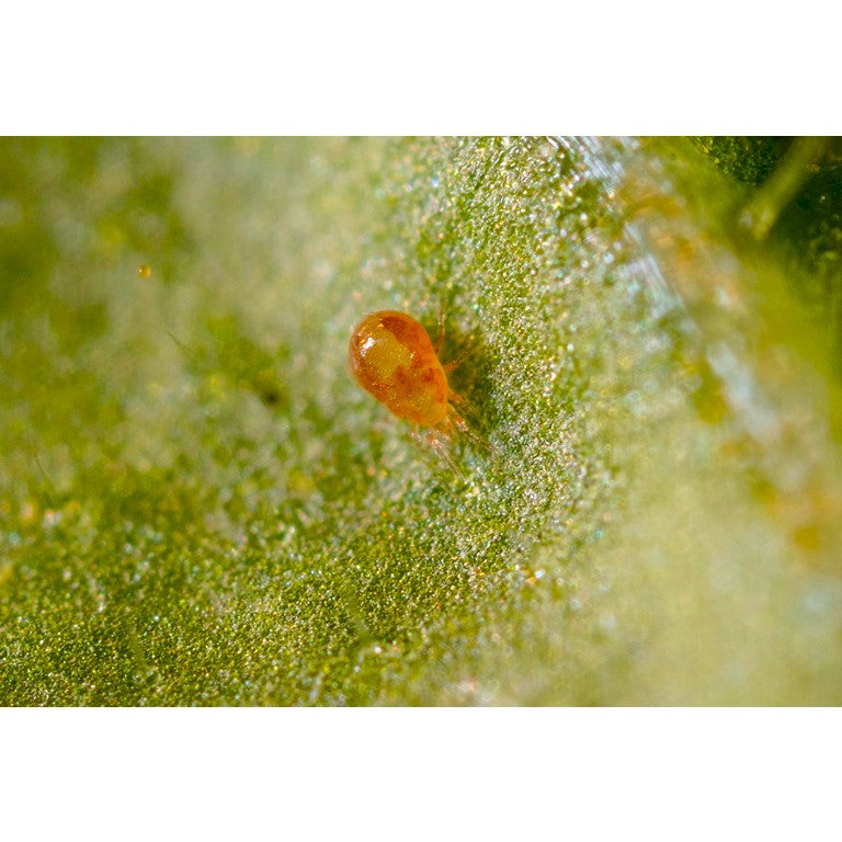 Amblyseius californicus - Foil Sachets - Spider Mite Preventative System