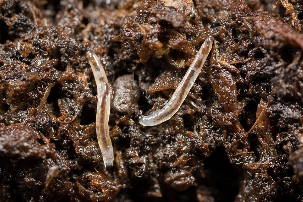 Fungus Fly Killer Nematodes