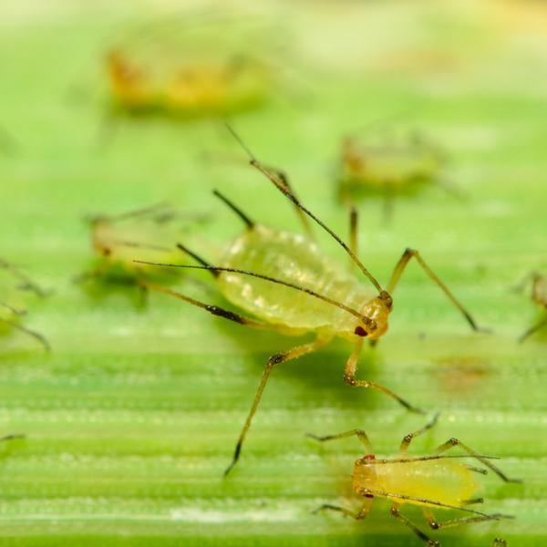 Aphid Parasitic Wasp - Aphidius colemani - Dragonfli