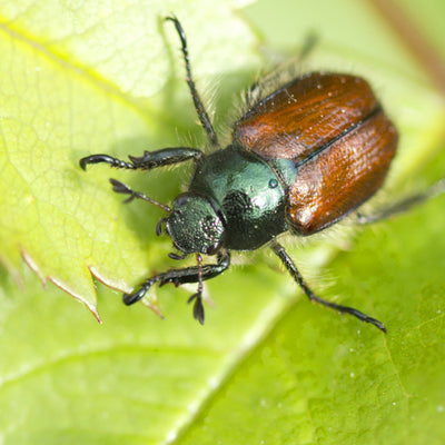 Garden Chafer Beetle Attractant Lure