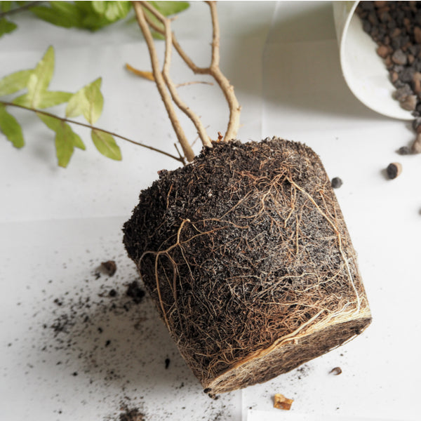 Roots Boost Mycorrhizal Fungi Granules