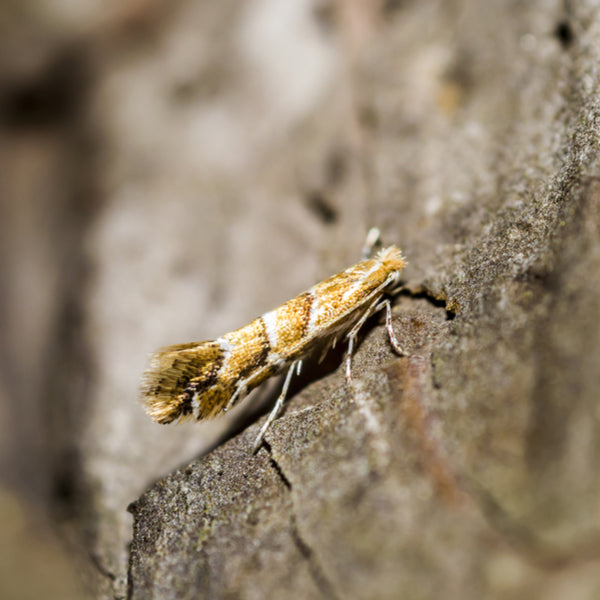 Small Horse Chestnut Leaf Miner Pheromone Trap