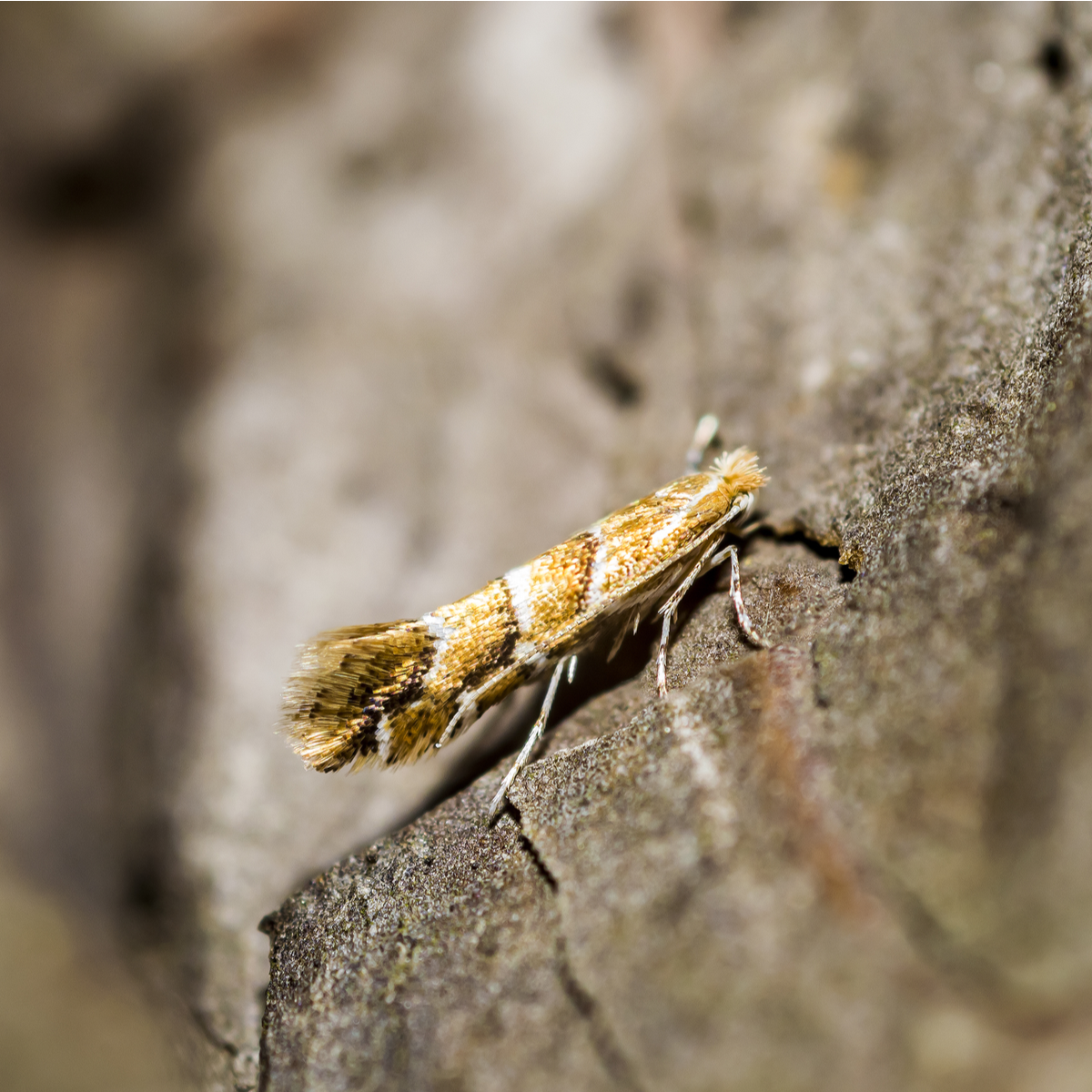 Horse Chestnut Leaf Miner Pheromone Trap
