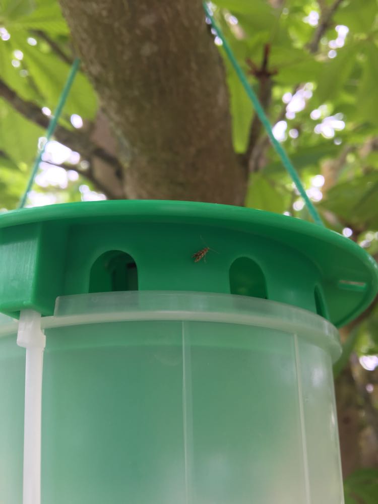 Small Horse Chestnut Leaf Miner Pheromone Trap
