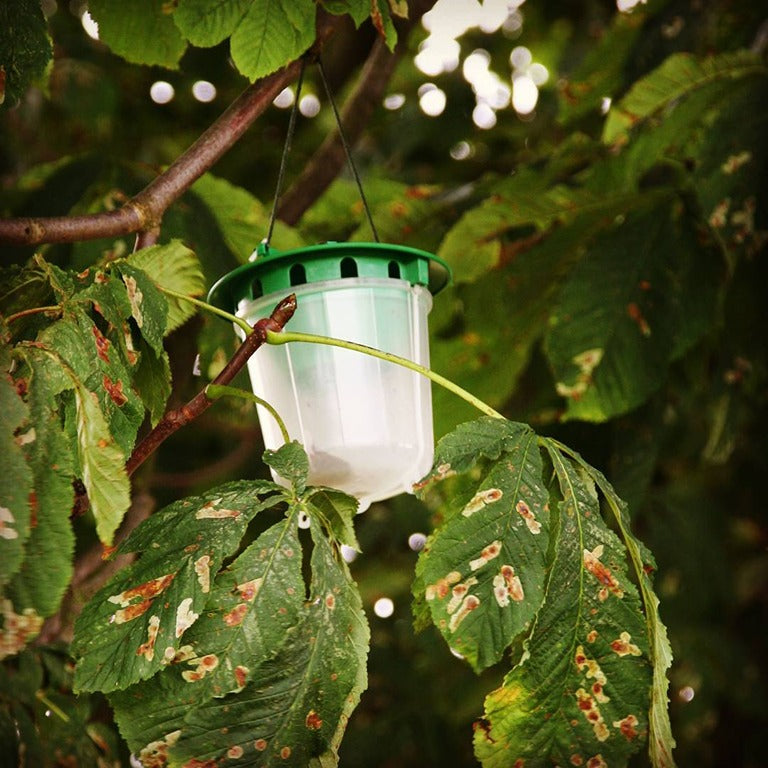 Horse Chestnut Leaf Miner Pheromone Trap Dragonfli horse-chestnut-leaf-miner-pheromone-trap-dragonfli
