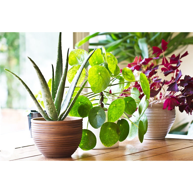 House Plant Care Bundle: Fungus Fly Nematodes, Sticky Traps, House Plant Boost, Plant Soap & A Free House Plant Mister
