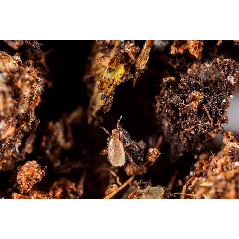 Hypoaspis miles - Loose Predators - Sciarid / Fungus Fly Curative System