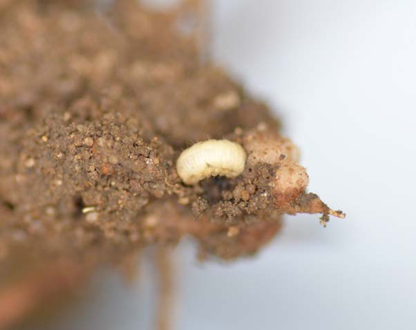 Pea & Bean Weevil Trap - Includes Pheromone Lure