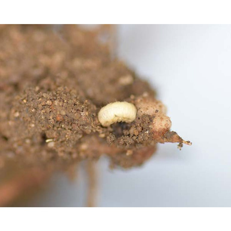 Pea & Bean Weevil Lure