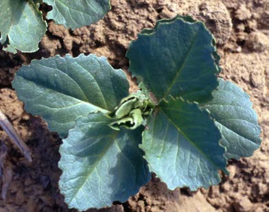 Pea & Bean Weevil Trap - Includes Pheromone Lure