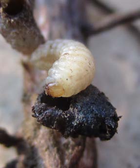 Pea & Bean Weevil Trap - Includes Pheromone Lure