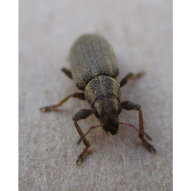 Pea & Bean Weevil Lure