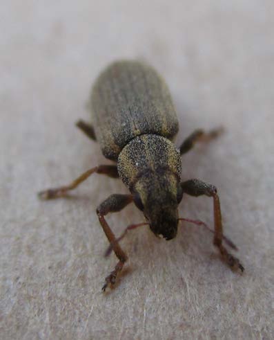 Pea & Bean Weevil Trap - Includes Pheromone Lure