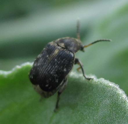 Bruchid Beetle Trap - Includes Attractant Lure