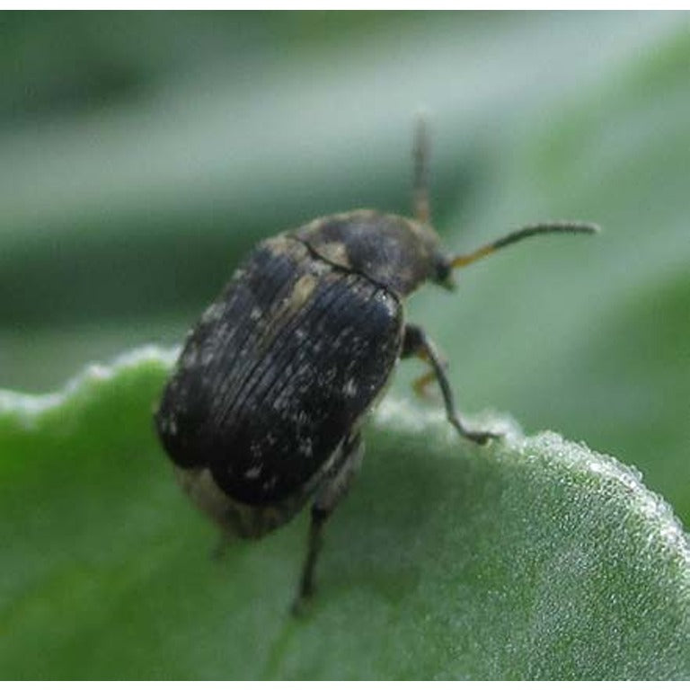 Bruchid Beetle Attractant Lure