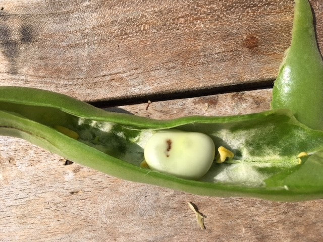 Bruchid Beetle Trap - Includes Attractant Lure