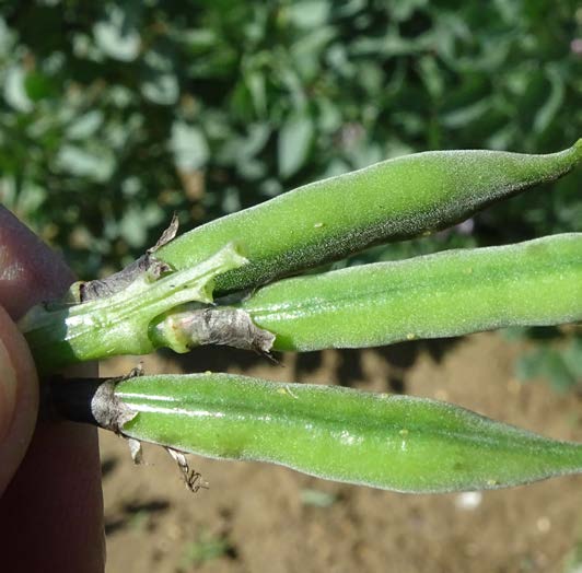 Bruchid Beetle Trap - Includes Attractant Lure