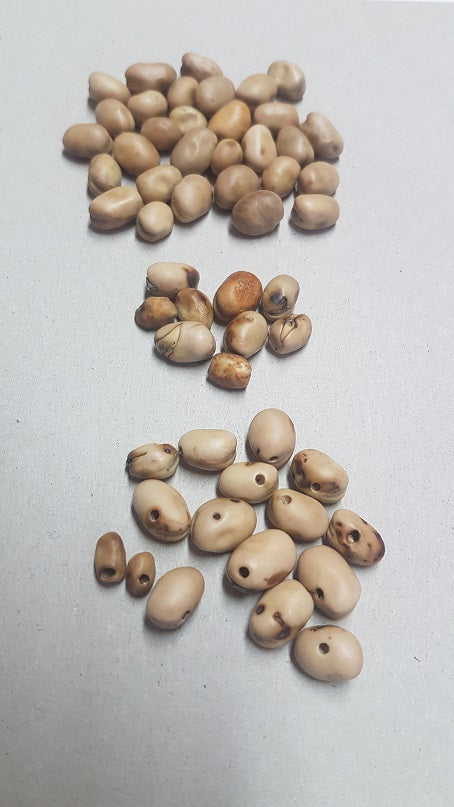 Bruchid Beetle Trap - Includes Attractant Lure