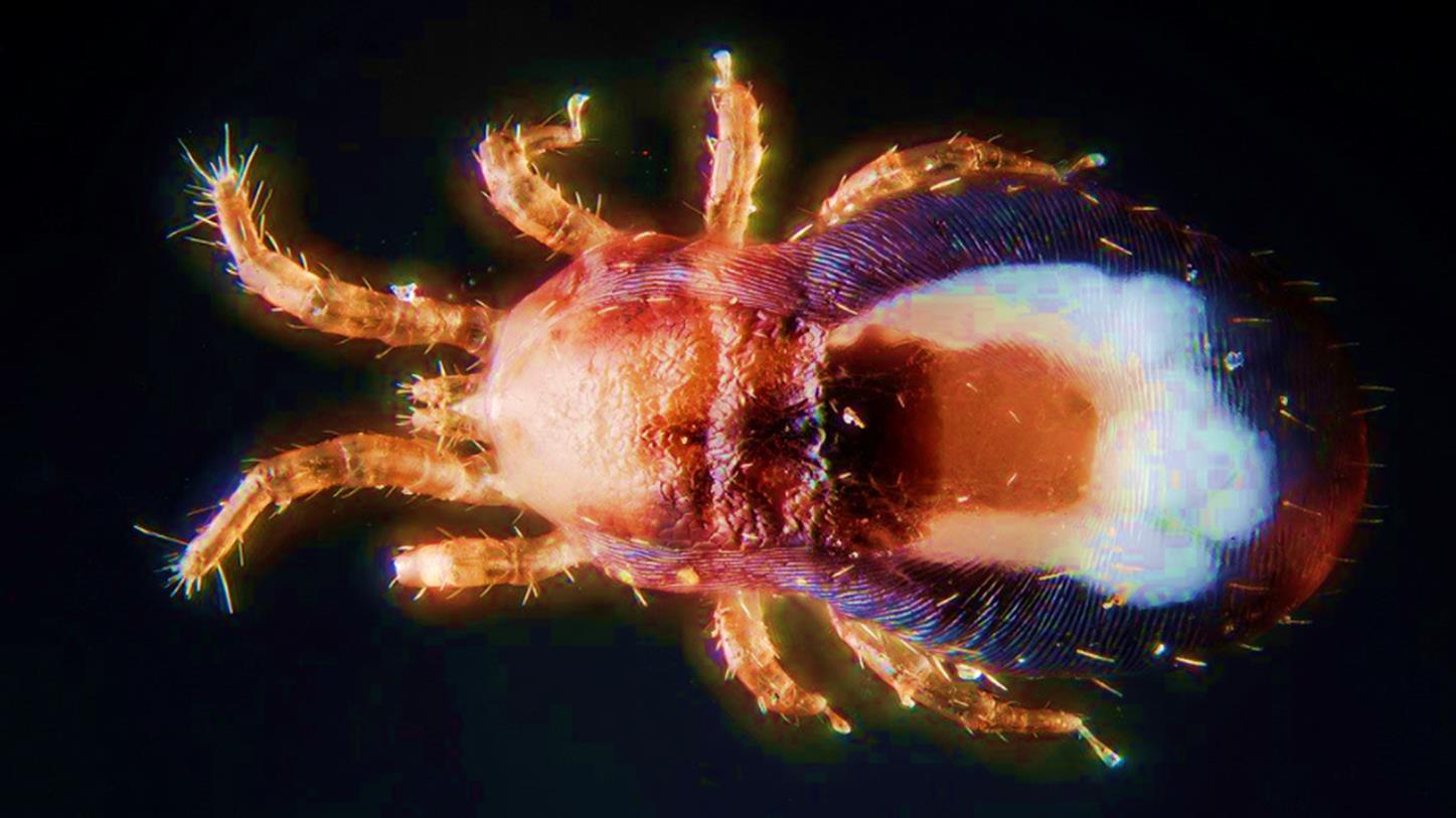 Anti-Red Chicken Mite Control - Water Additive Solution - Combat Red Mites & Protect Poultry