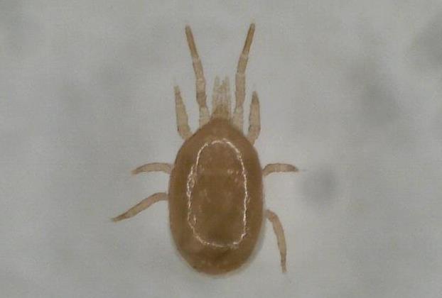 Androlis Chicken Mite Predators