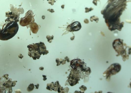 Androlis Chicken Mite Predators