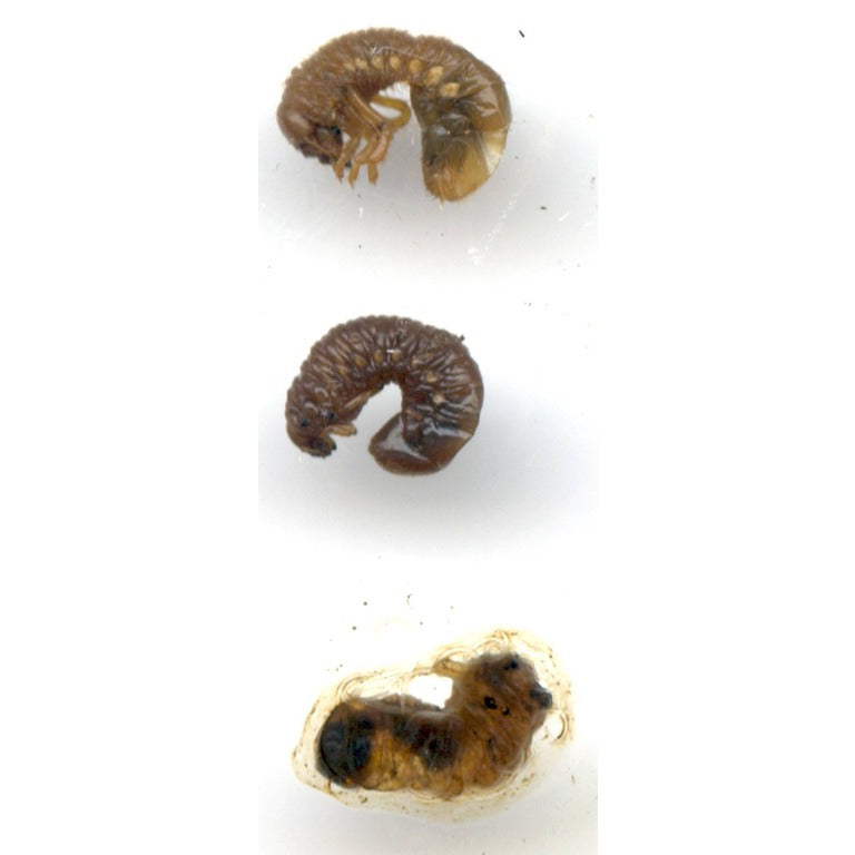 Chafer Grub Killer Nematodes - Heterorhabditis bacteriophora