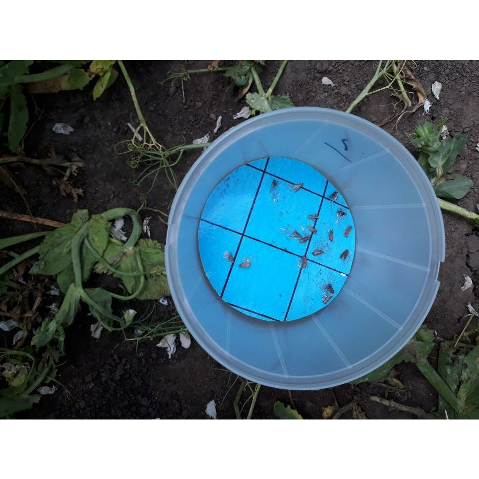 Pea Moth Trap Bundle (2 Pheromone Traps, 4 Lures + 10 Sticky Trap Inserts)