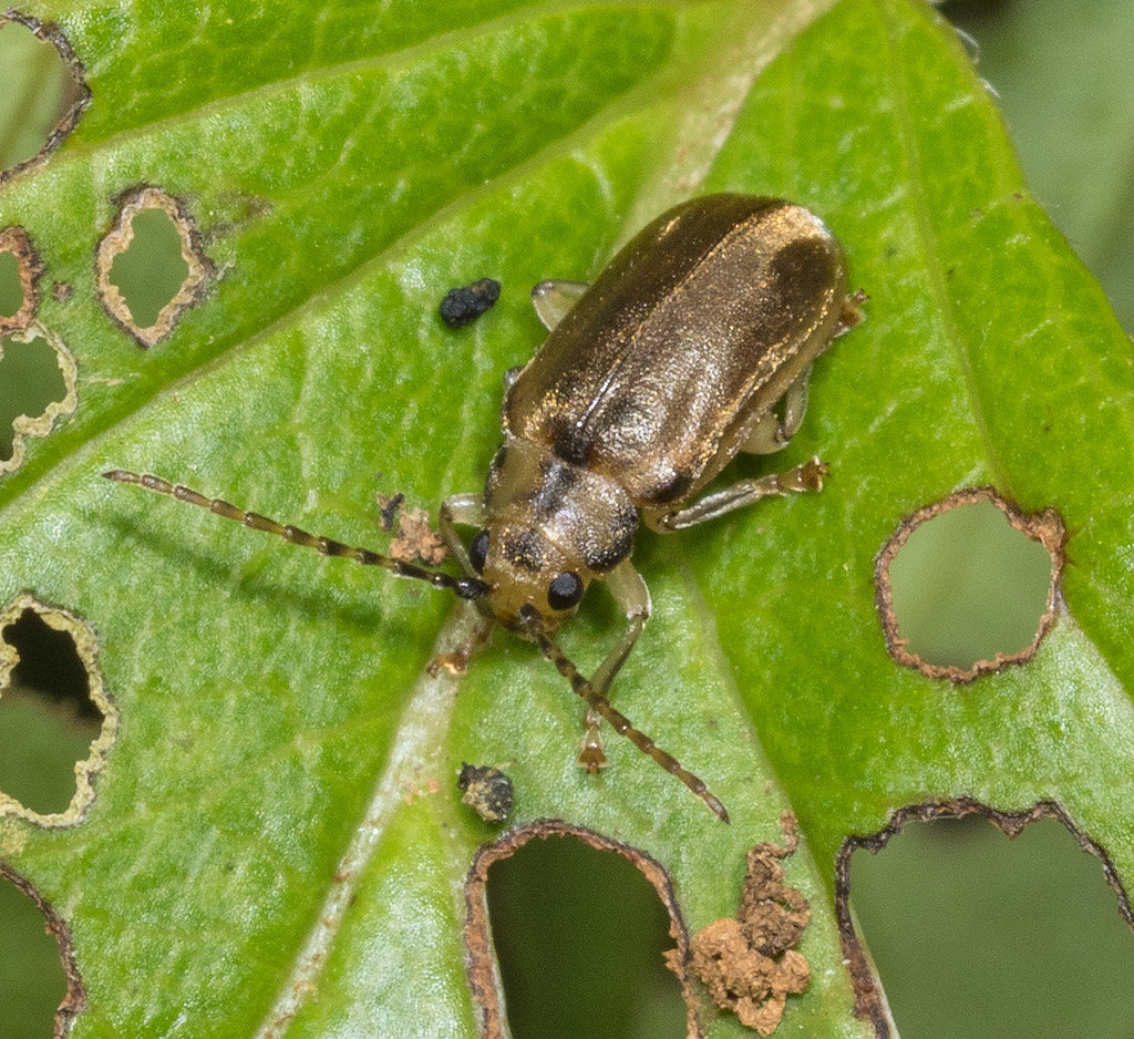 Viburnum Beetle Killer Nematodes