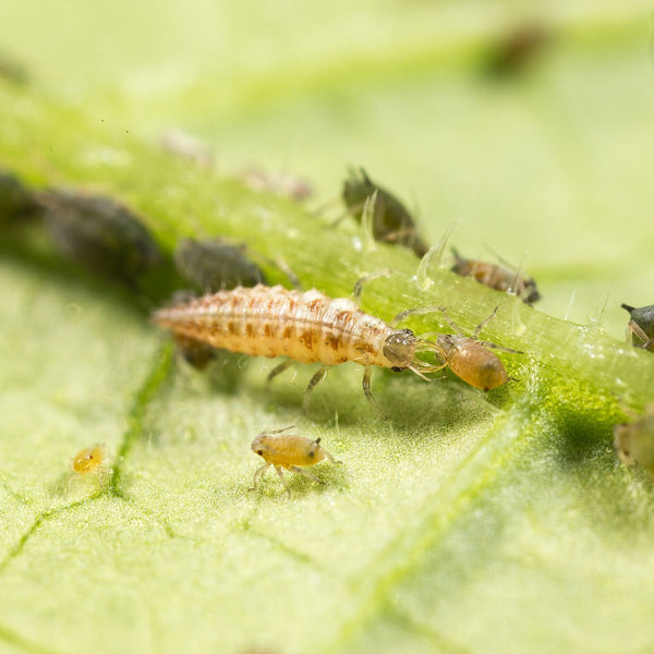 Lacewing larvae - Chrysoperla carnea