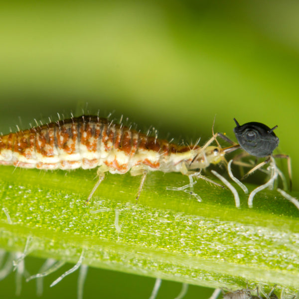 Lacewing larvae - Chrysoperla carnea
