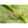 Lacewing larvae - Chrysoperla carnea