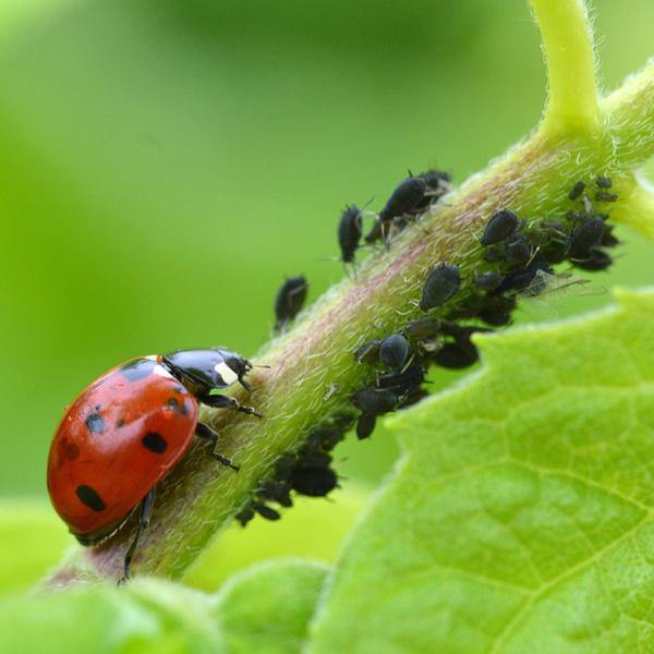 Adult Ladybirds - Adalia bipunctata - Dragonfli