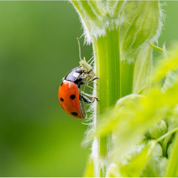 Adult Ladybirds - Adalia bipunctata - Dragonfli