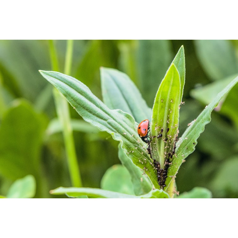 Live Ladybird Gift Card