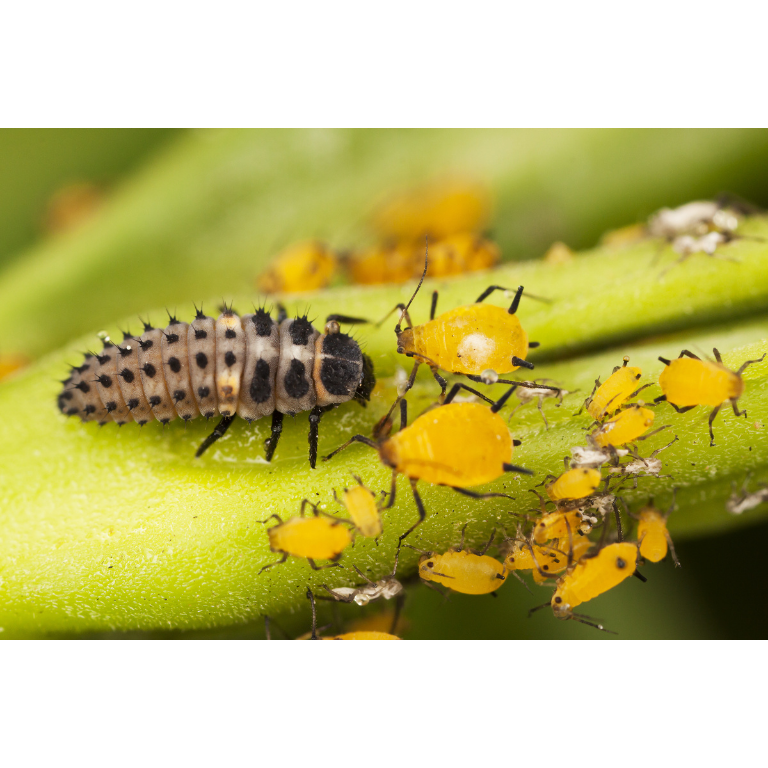 Ladybird larvae - Adalia bipunctata