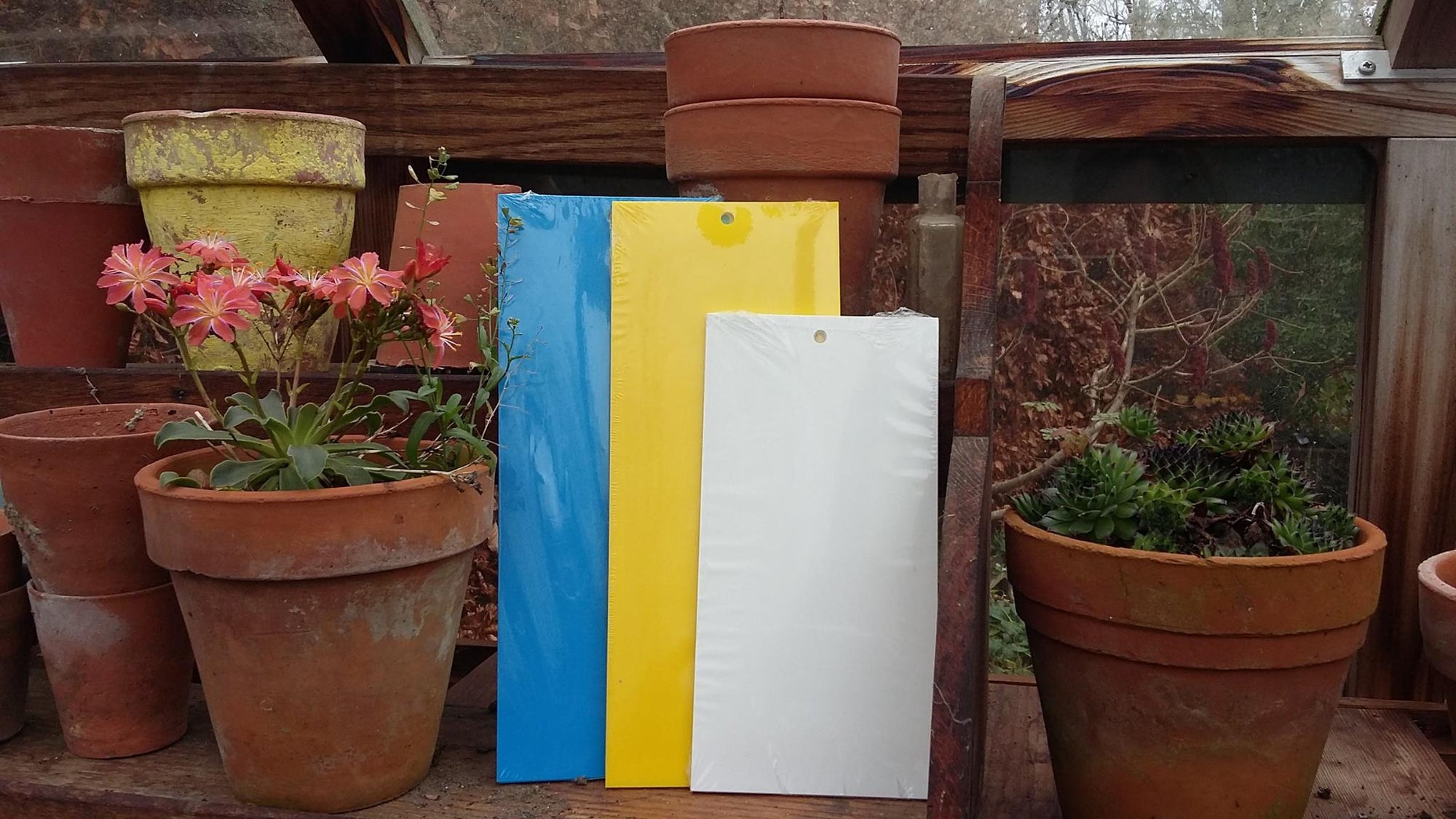 Pack of 12 Large Yellow Sticky Traps 40 x 25cm (Wet-Stick Glue)