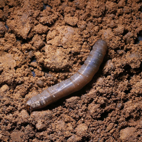 Leatherjacket Killer Nematodes