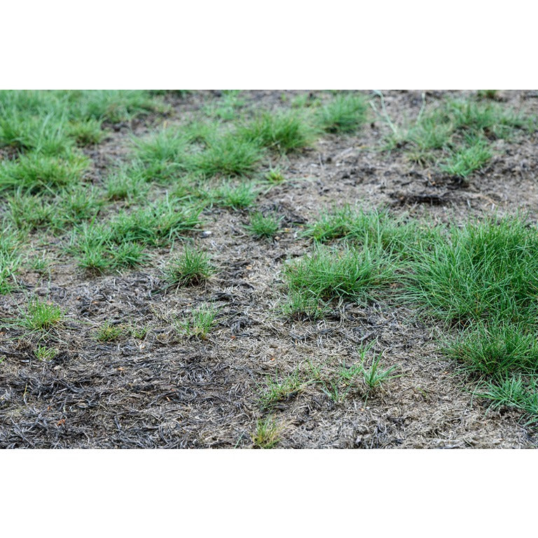 Leatherjacket Killer Nematodes