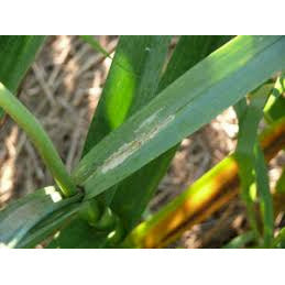 Leek Moth Pheromone Lure