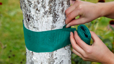 Glue Band (Grease Band) For Trees - Protect Your Trees From Insect Pests Including Moths & Ants