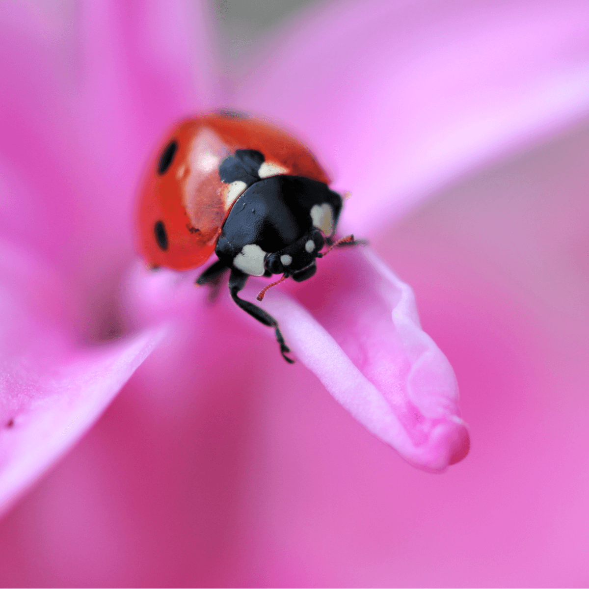 Adult Ladybirds - Adalia bipunctata - Dragonfli