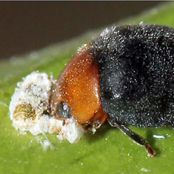 Mealybug Predator Adults - Cryptolaemus montrouzieri